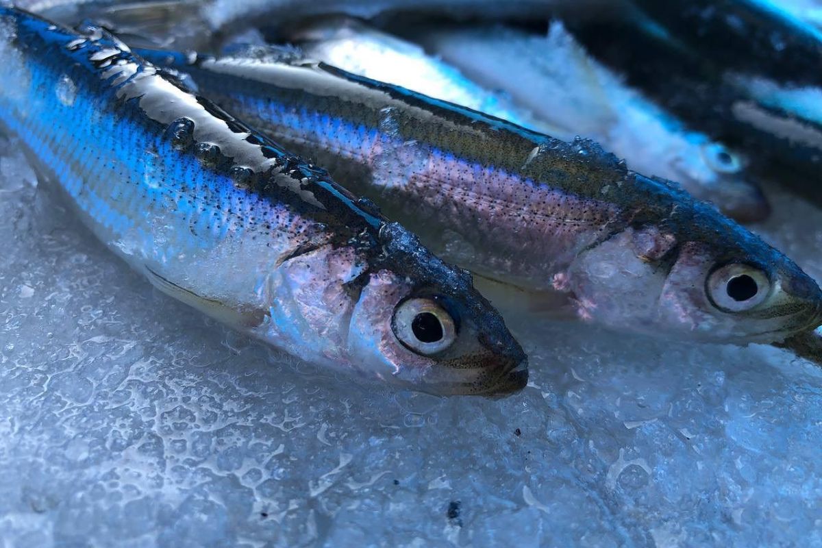 Подлёдная рыбалка