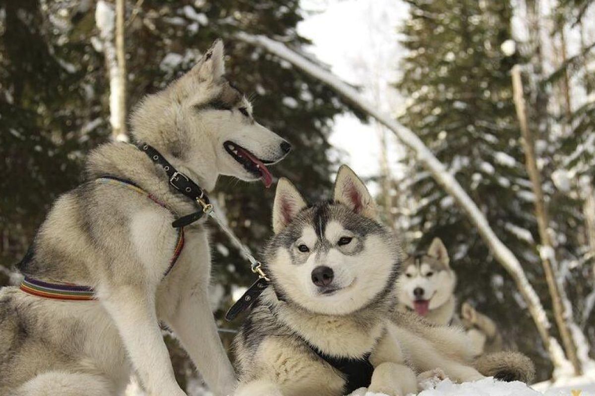 Хаски и олени: экскурсия в карельский питомник