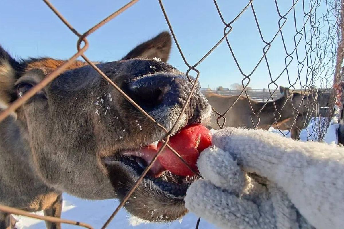 Экоферма в селе Грибское