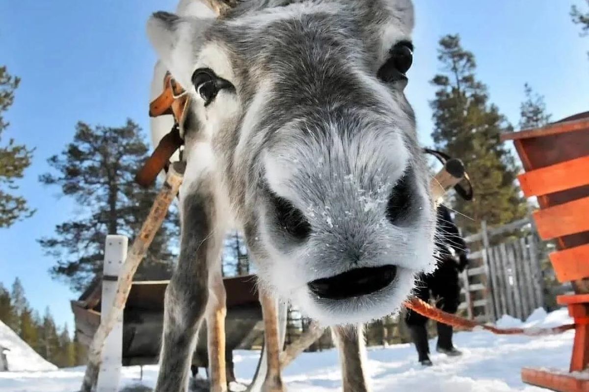 Хаски и олени: экскурсия в карельский питомник
