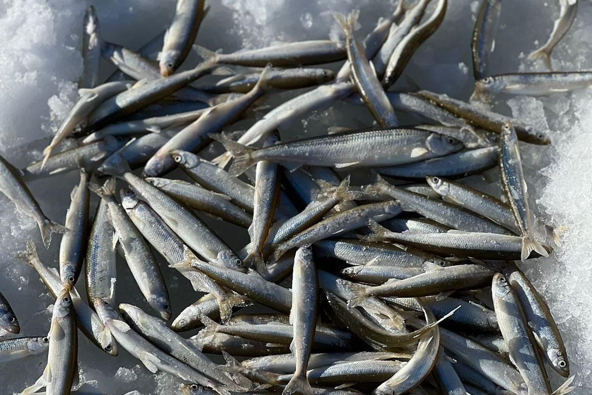 Подлёдная рыбалка