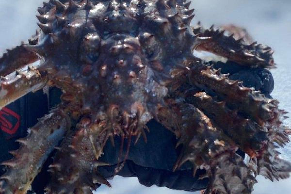 Яркая зима на Сахалине. 5 дней 4 ночи.