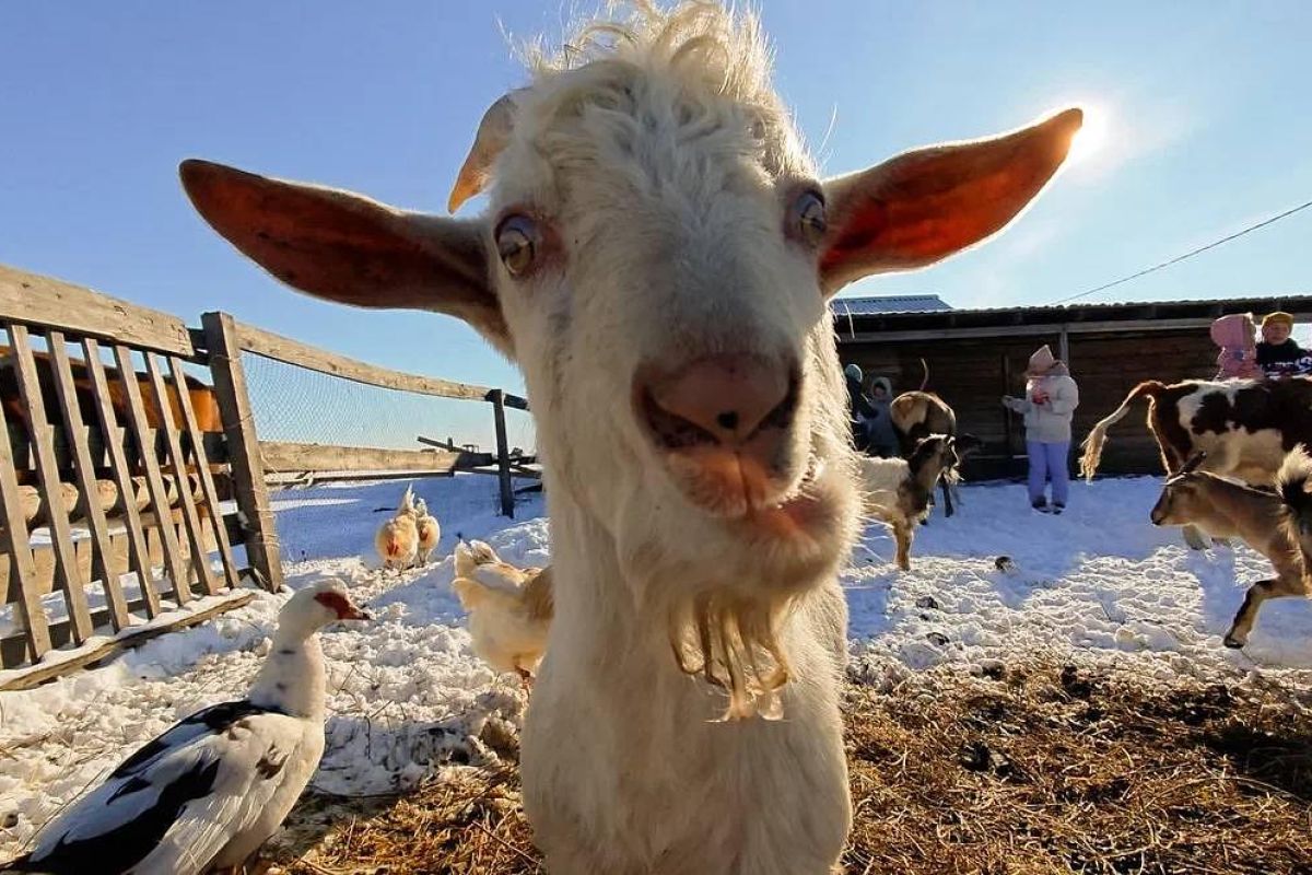 Экоферма в селе Грибское