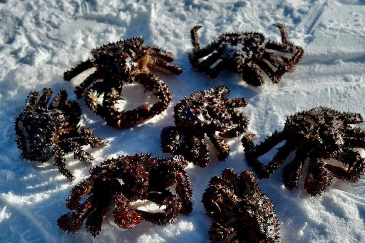 Горнолыжный тур по Сахалину