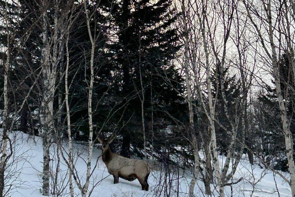 Мыс Евстафия. Снегоходы