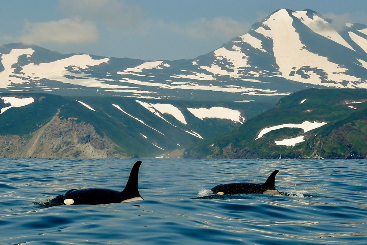 Камчатка за неделю