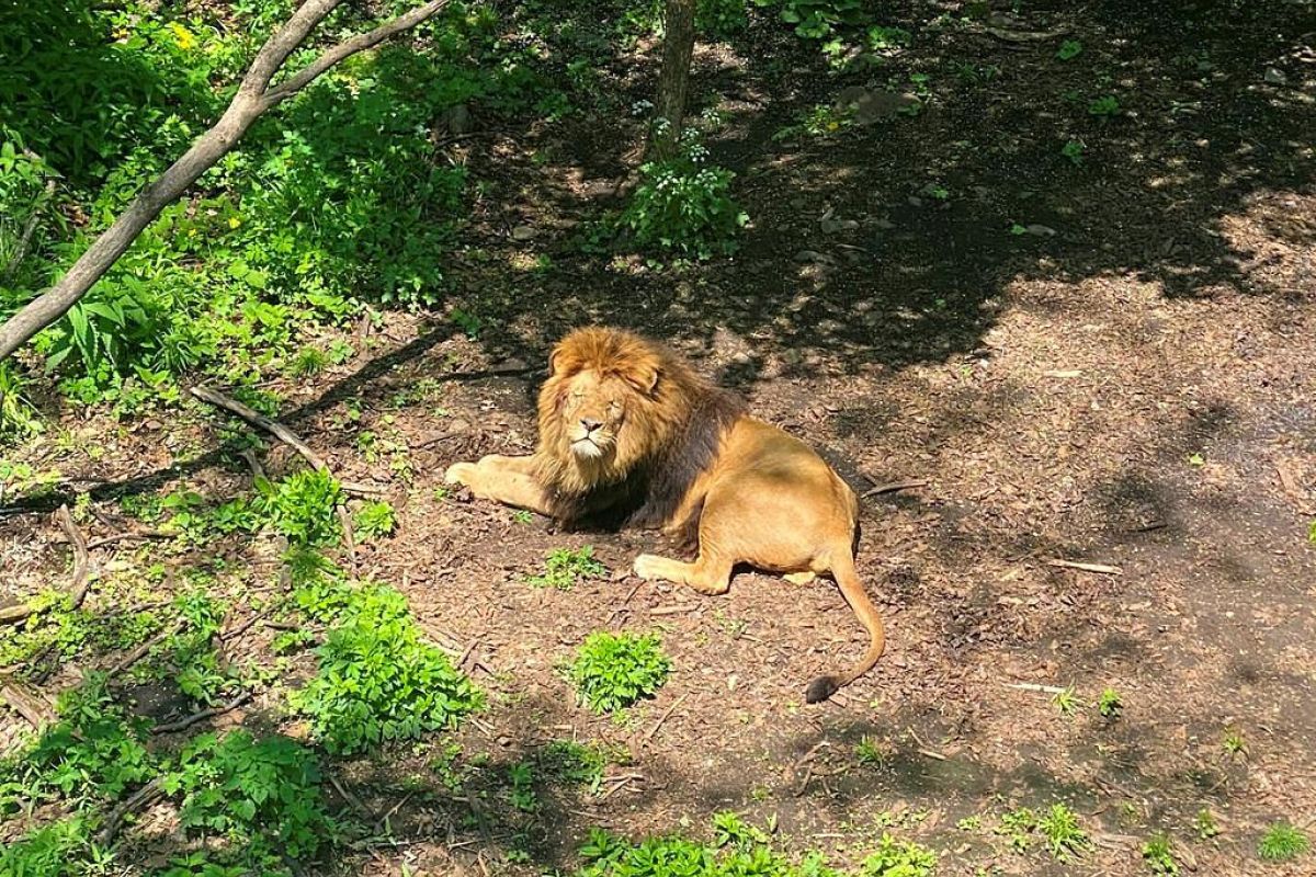 Экскурсия в Сафари-парк