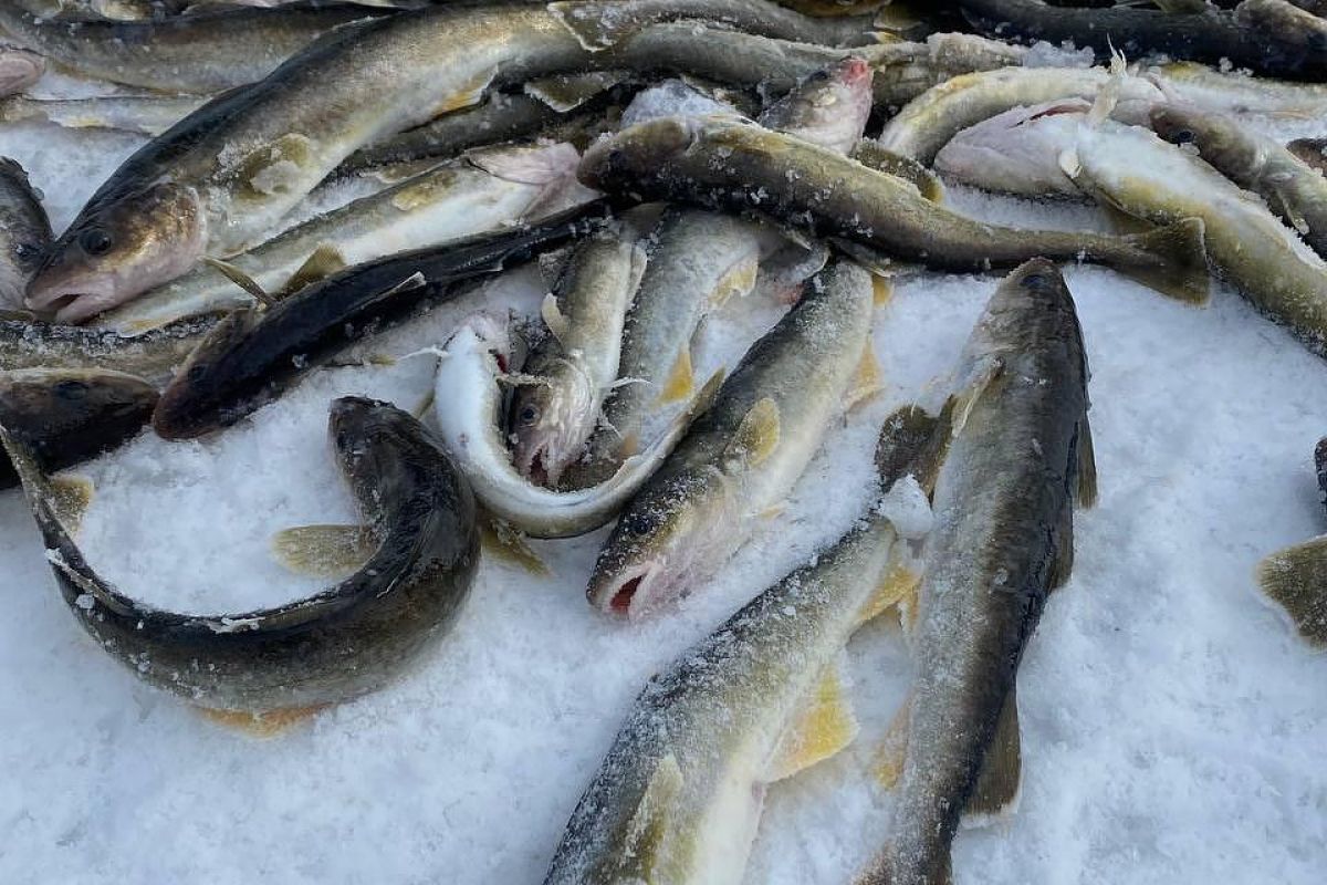 Подлёдная рыбалка