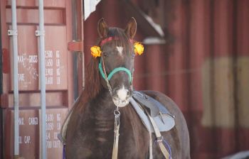 Экоферма в селе Грибское