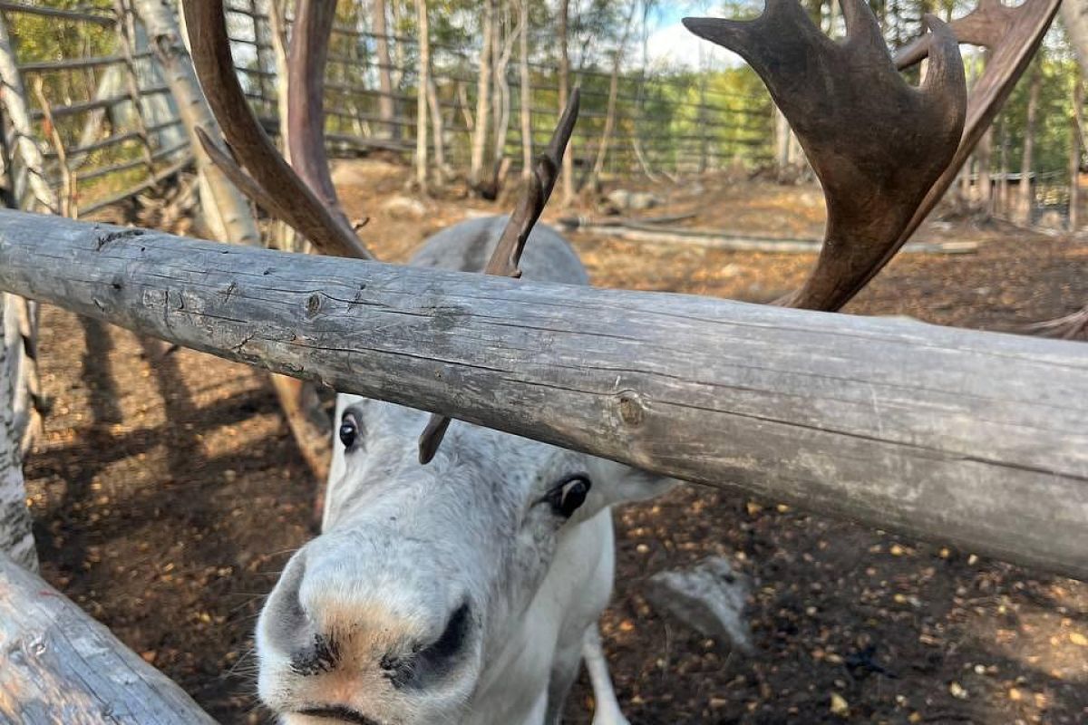 В Мурманске весна: Териберка - пешая прогулка