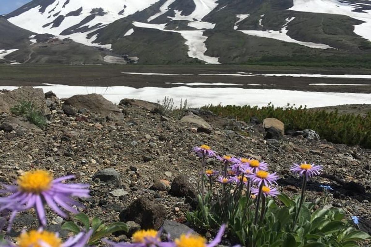 Джип-тур к Авачинскому вулкану (гора Верблюд) + «Черный пляж»