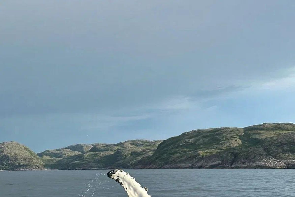 Бриз Баренцева моря: Териберка - морская прогулка