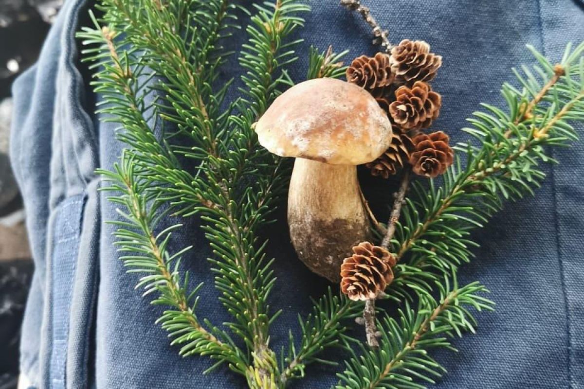 Толбачик. По следам извержения