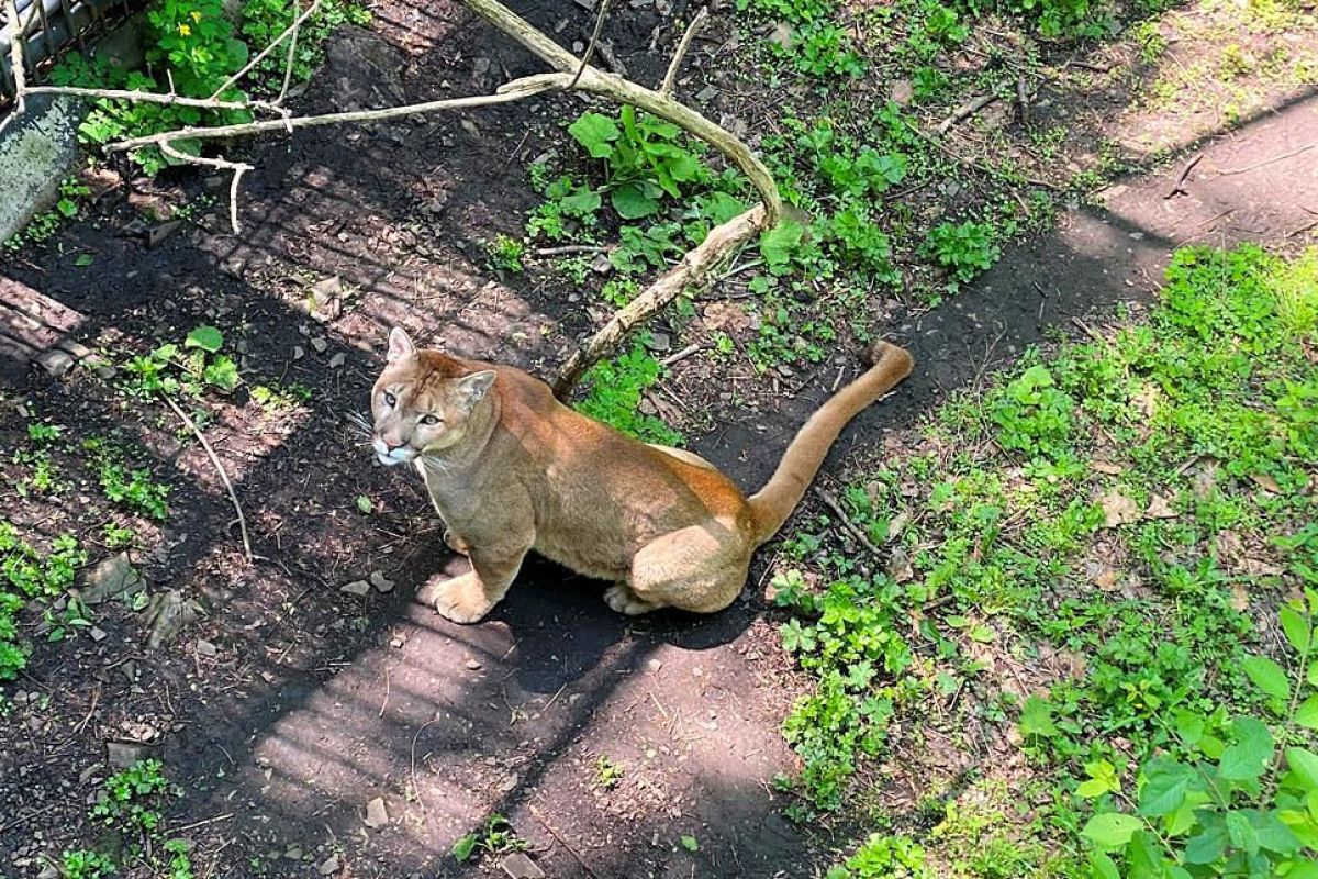 Экскурсия в Сафари-парк