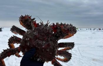 Подлёдный лов краба (крабалка)