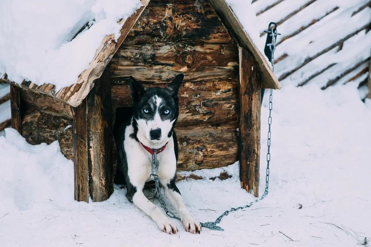 Хаски и олени: экскурсия в карельский питомник