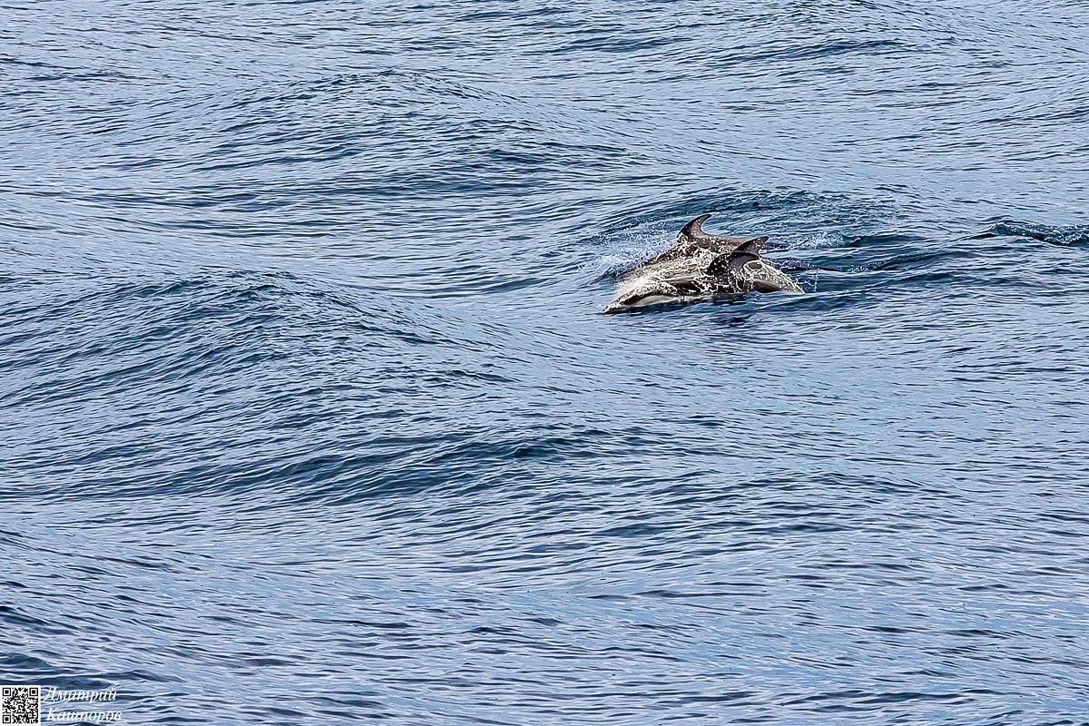 Кунашир и Шикотан. Путешествие на другую планету
