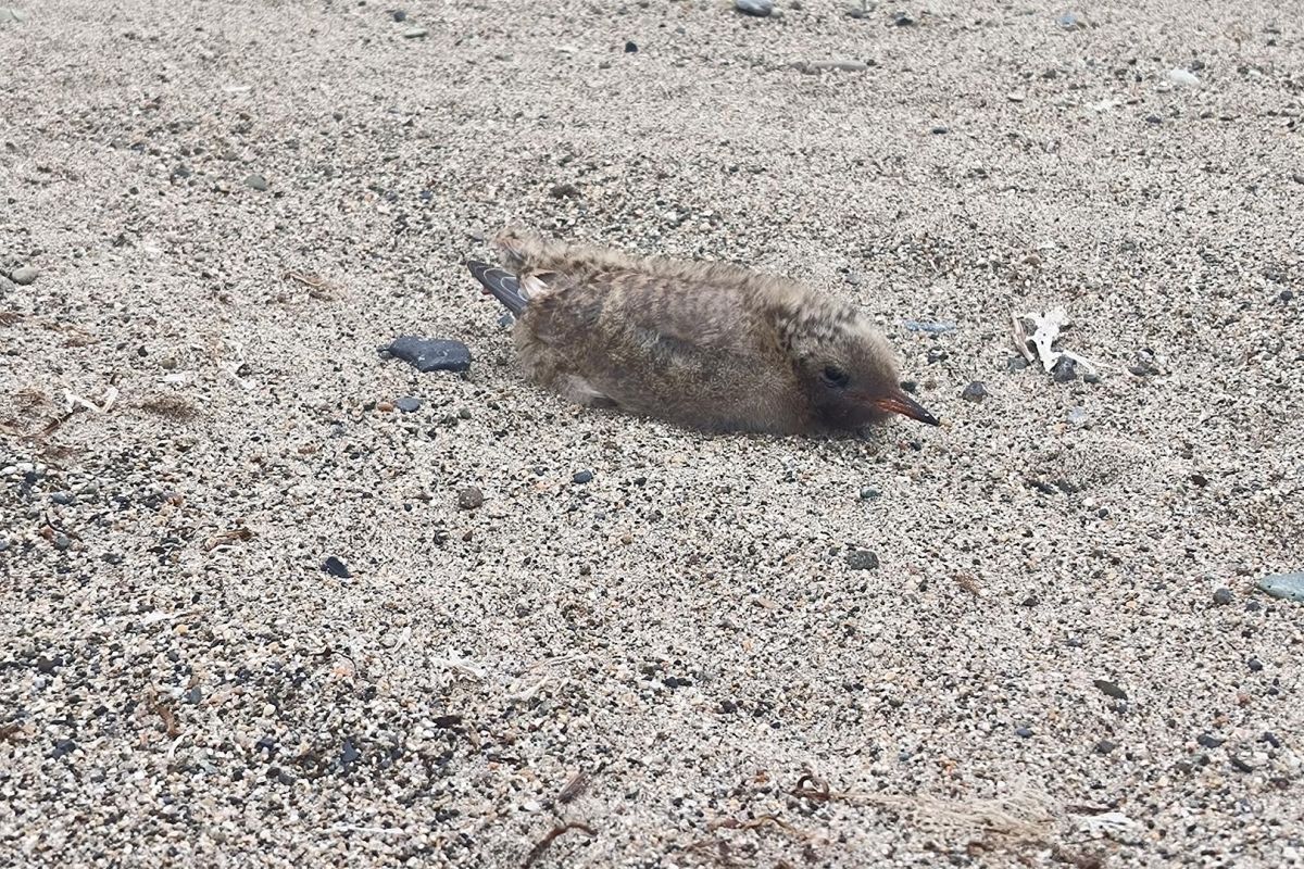 Бросок к последнему морю  (Берингово море, коса Русская Кошка)