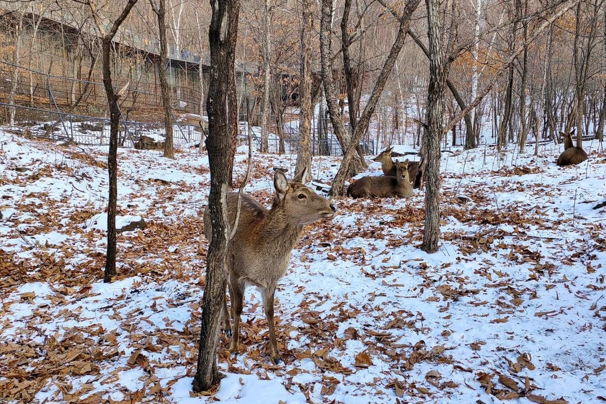 Сафари-парк + Стекляшка