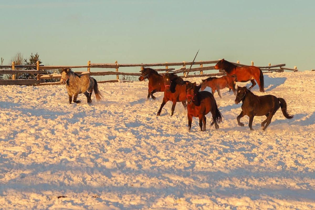 «ЗИМНИЙ УЗОР ЛЕКШМОЗЕРЬЯ»: тур выходного дня в Каргопольском секторе