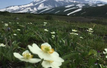 Джип-тур к Авачинскому вулкану (гора Верблюд) + «Черный пляж»
