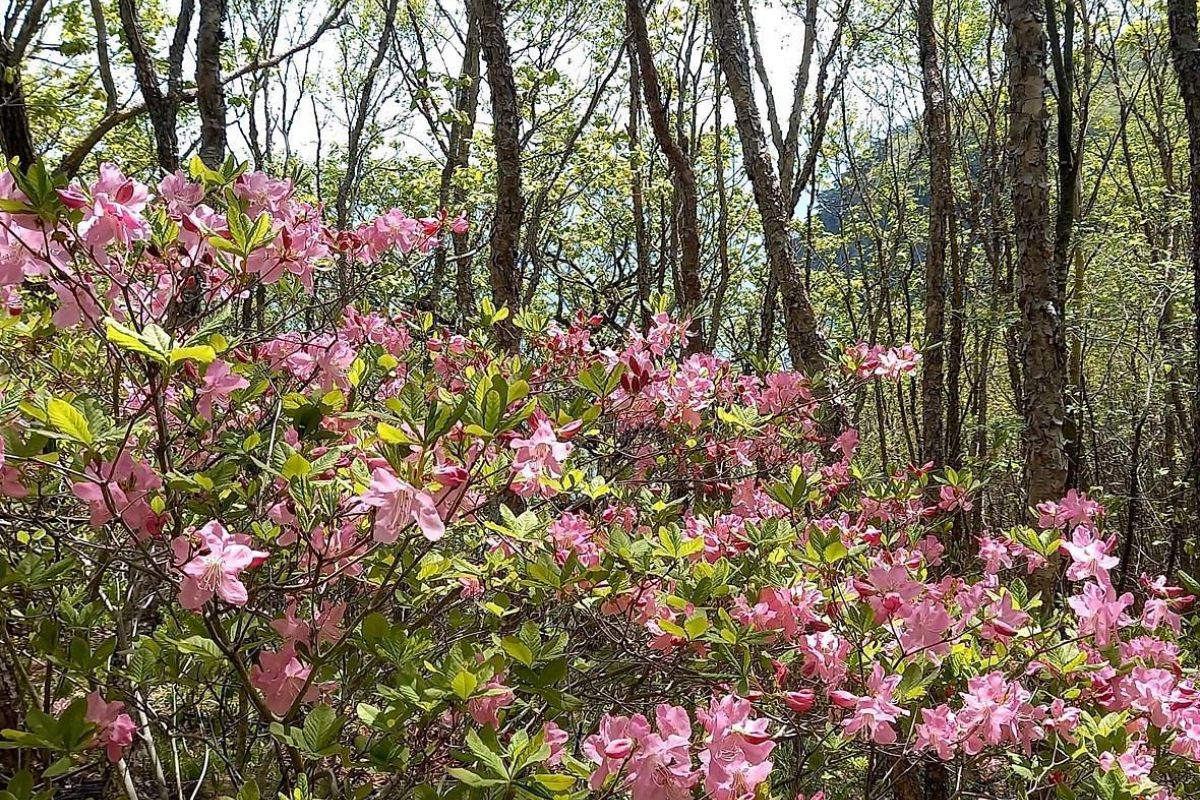 Дыхание весны у моря (1 - 6 мая 2026)