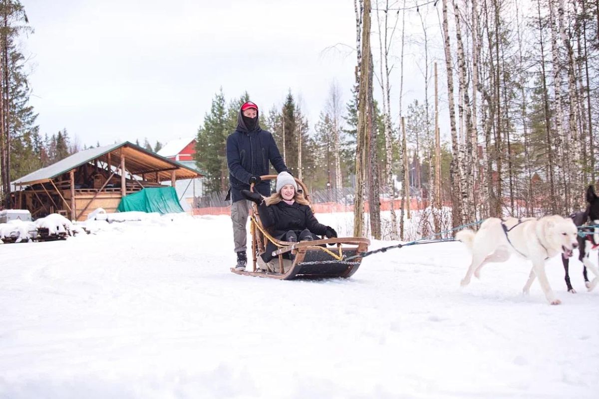 Хаски и олени: экскурсия в карельский питомник