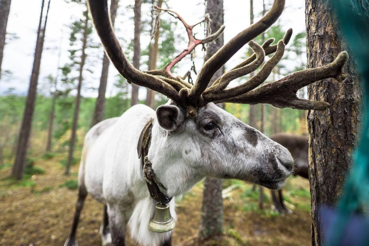 Саамские мотивы (зима)