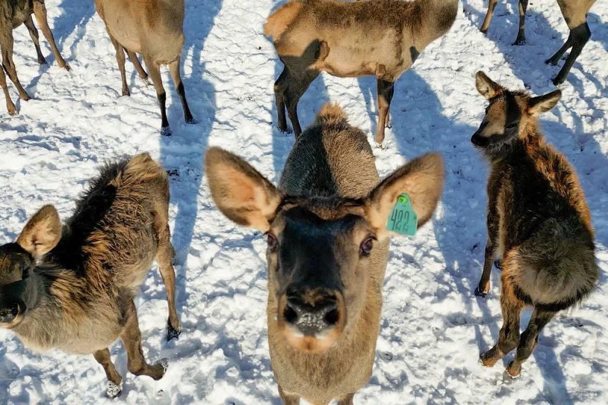 Экоферма в селе Грибское