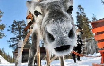 Хаски и олени: экскурсия в карельский питомник