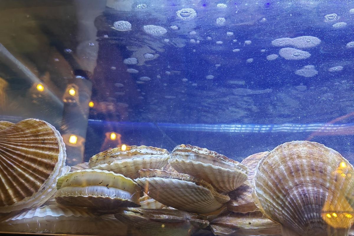 Тур "Знакомство с Владивостоком"