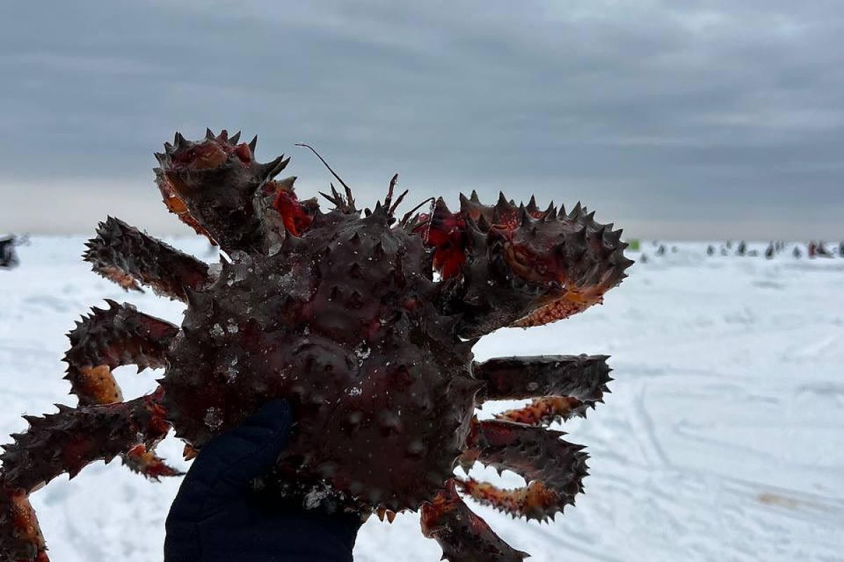 Крабалка-охота на краба