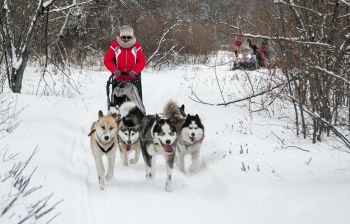 Катание на собачьих упряжках, купание в радоновых источниках