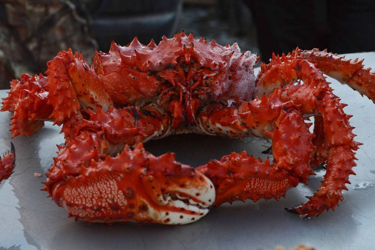 Крабалка-охота на краба