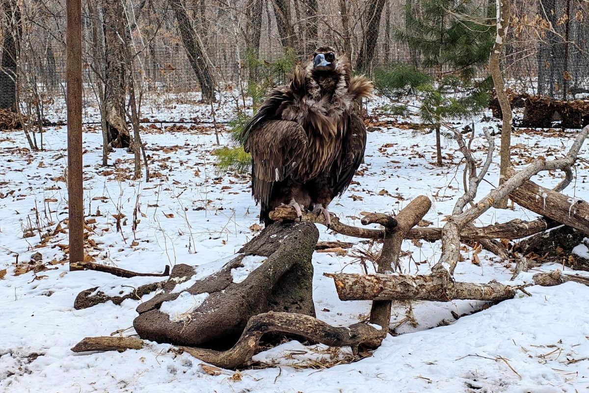 Сафари-парк + Стекляшка