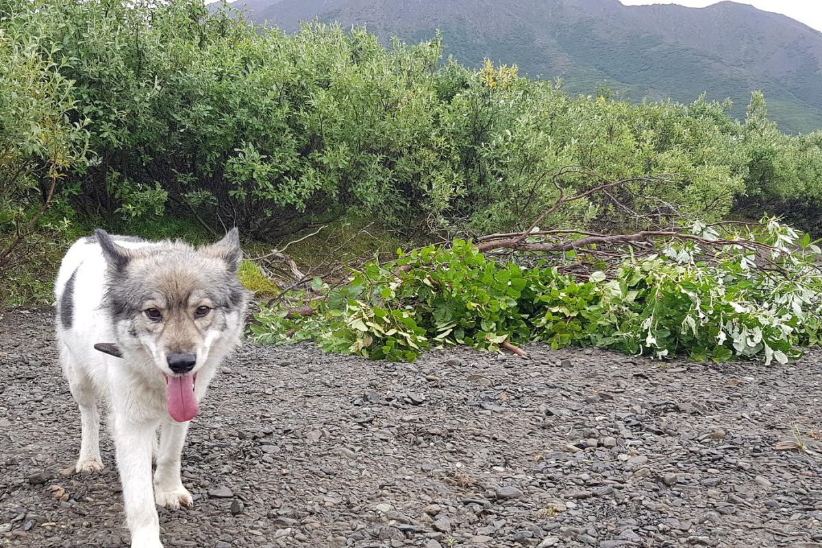 Горы, тундра, море – «три Чукотки» в одном маршруте (заброска наземным транспортом)