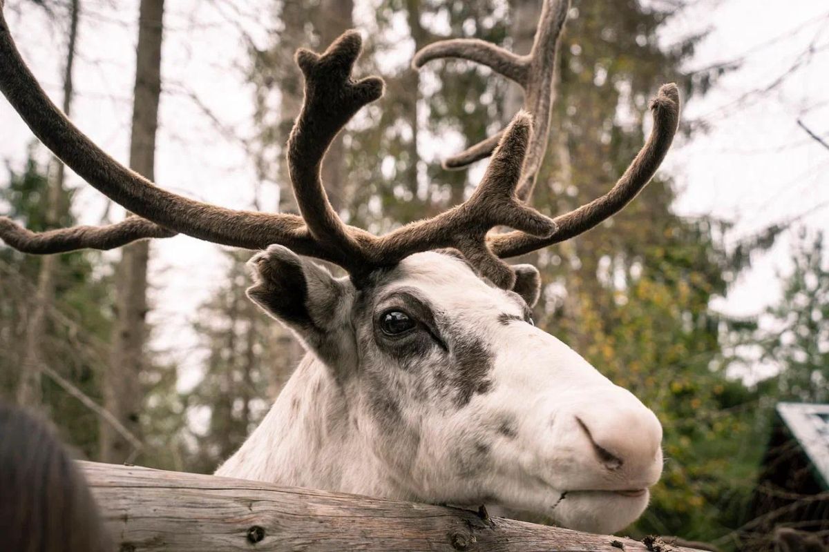 Хаски и олени: экскурсия в карельский питомник