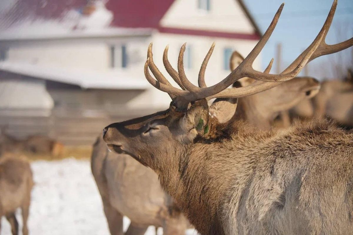 Экоферма в селе Грибское