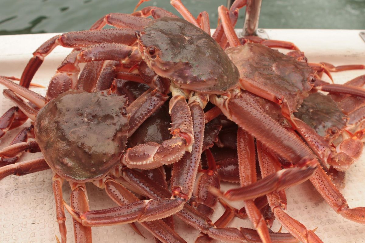 Камчатка. Весенний микс 2026