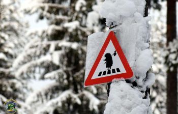 Однодневные снегоходные маршруты по Карелии