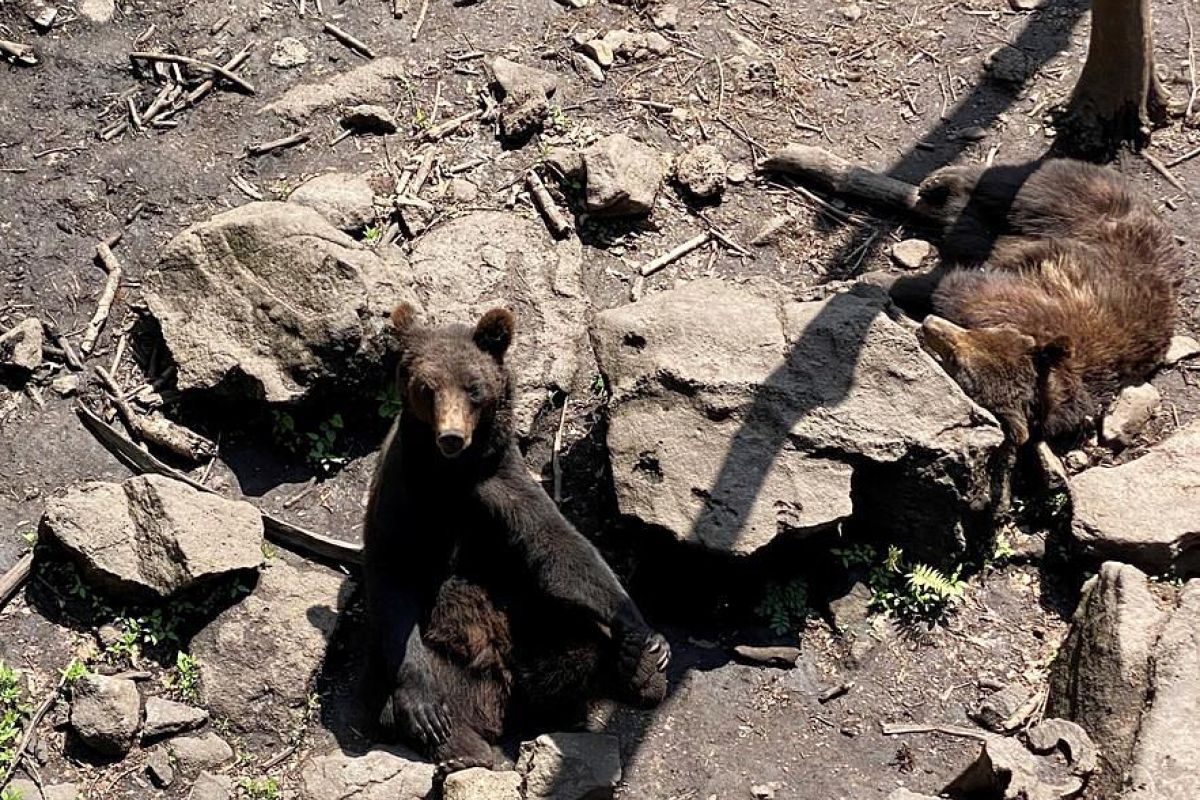 Экскурсия в Сафари-парк