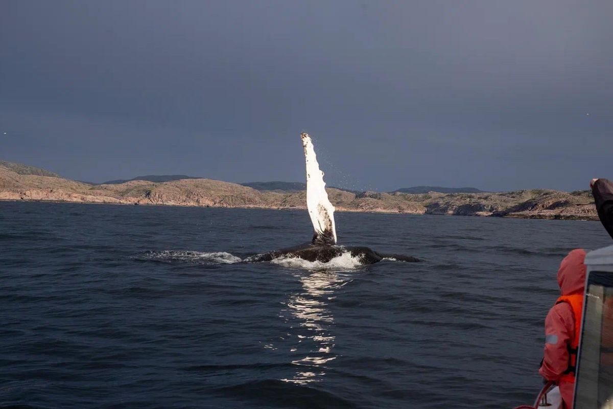 Бриз Баренцева моря: Териберка - морская прогулка