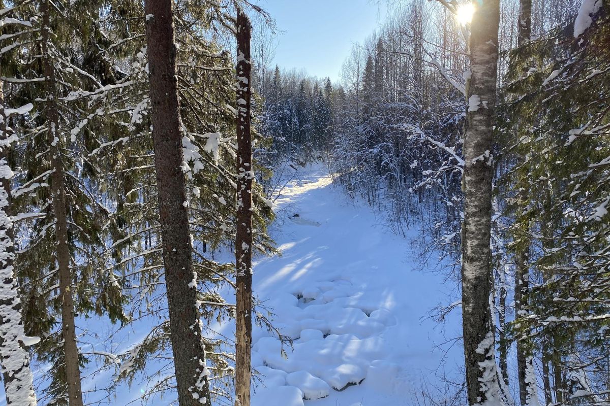 СНЕГОХОДНЫЙ ТУР "ЗАПОВЕДНОЕ КЕНОЗЕРЬЕ"