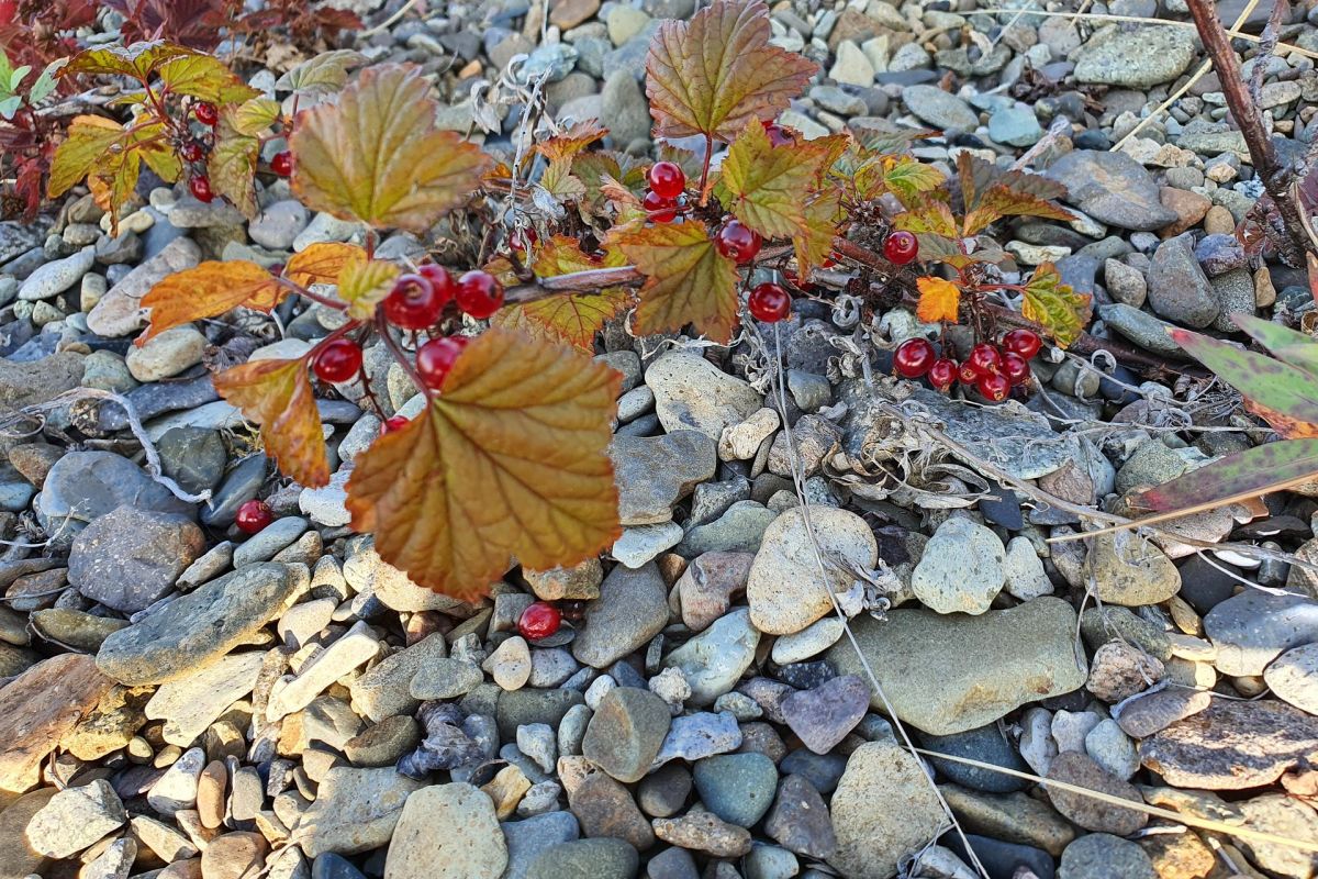 Озеро Красное – трофейная рыбалка в центральной Чукотке