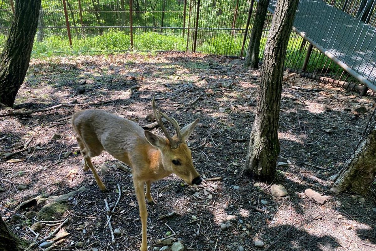 Сафари-парк + Стекляшка