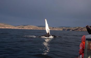 Бриз Баренцева моря: Териберка - морская прогулка