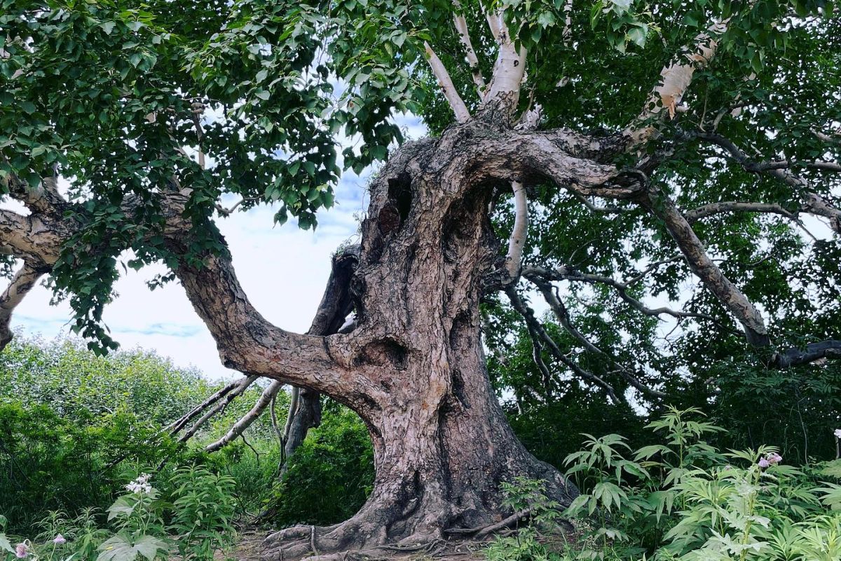 Джип-тур на озеро Толмачева. Маар Медвежья Чаша.  + Апачинские / Начикинские источники.