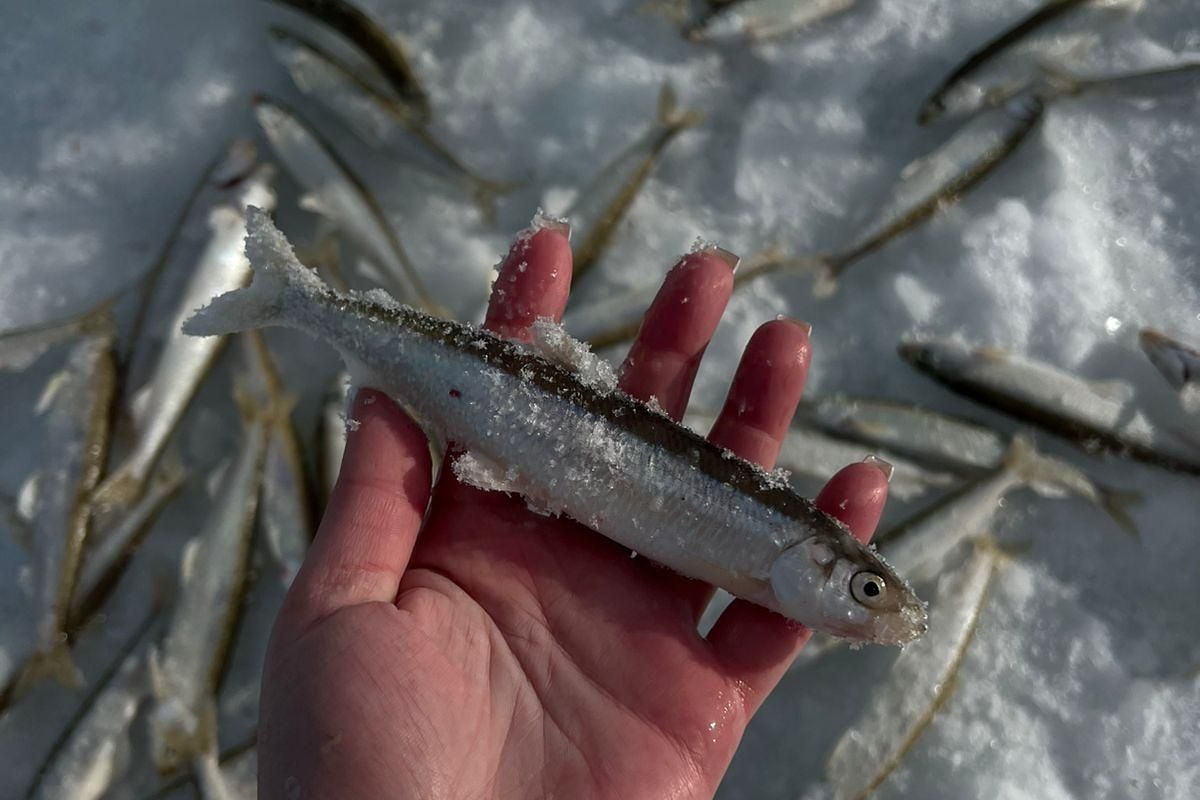 Подлёдная рыбалка