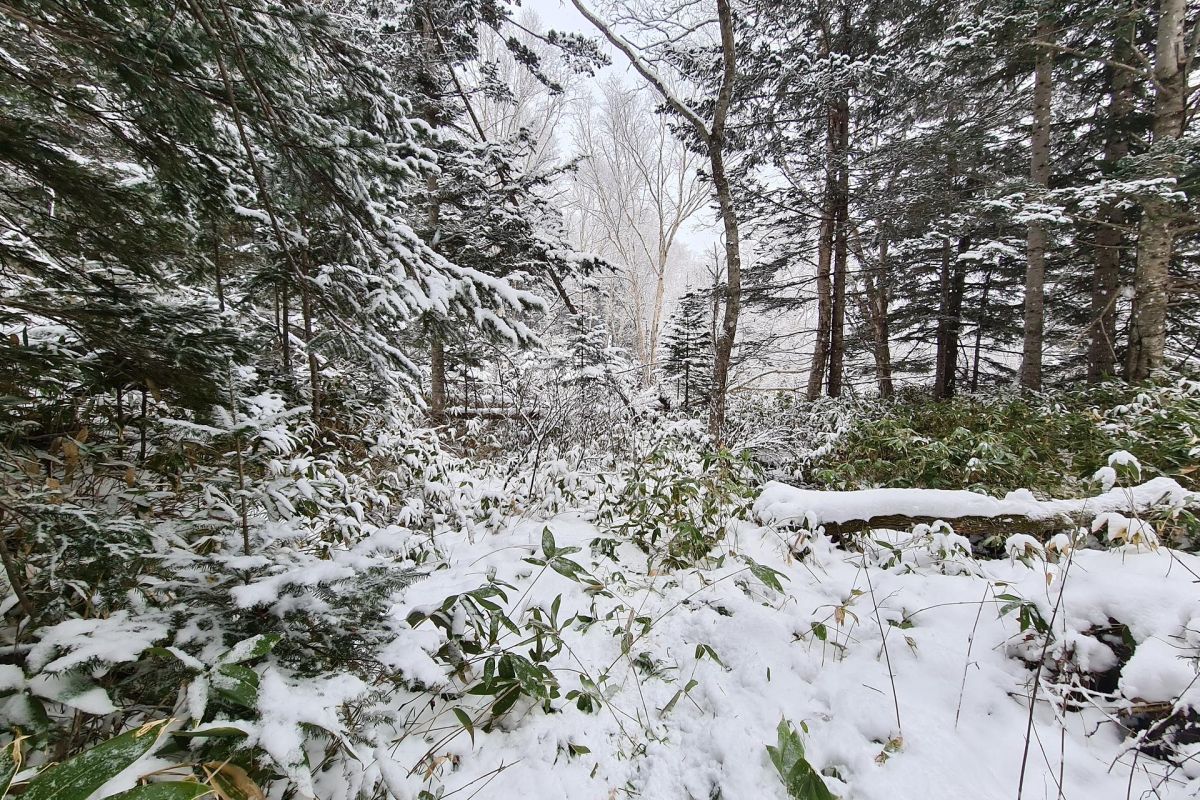 Гора Юнона –экскурсия на снегоступах
