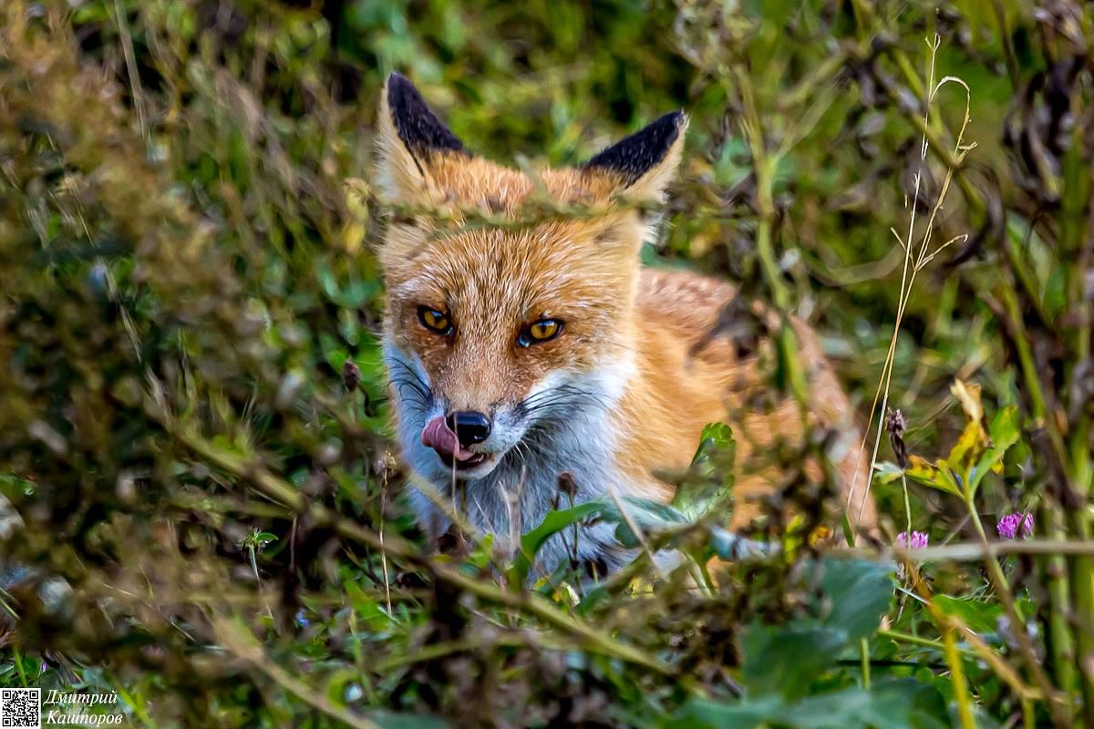 Кунашир и Шикотан. Путешествие на другую планету